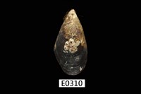 藏品(紫貽貝)的圖片